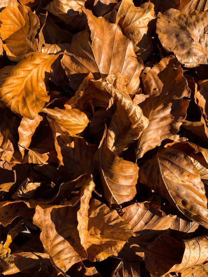 Detailed close-up of withered brown autumn leaves on the ground in natural light.
