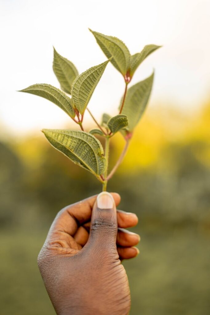 A close-up shot of a hand holding green leaves outdoors in Tanzania.