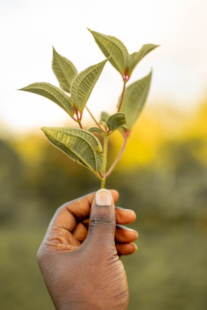 A close-up shot of a hand holding green leaves outdoors in Tanzania.